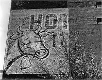 hot cow